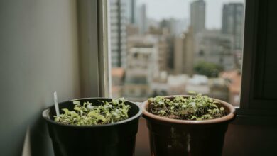 Cuidado com esta planta que pode prejudicar a energia do seu lar