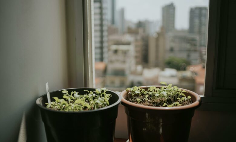 Cuidado com esta planta que pode prejudicar a energia do seu lar