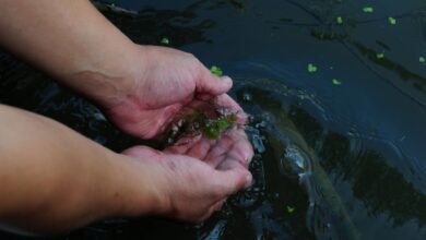 Bactéria “carnívora” atinge praias e causa cancelamento de reservas