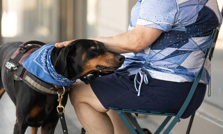Cães de serviço são aliados no controle da diabetes. Descubra como eles detectam alterações na glicemia e previnem crises perigosas.