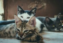 Cães e gatos podem causar multa de R$ 10 mil para os donos: Entenda o motivo