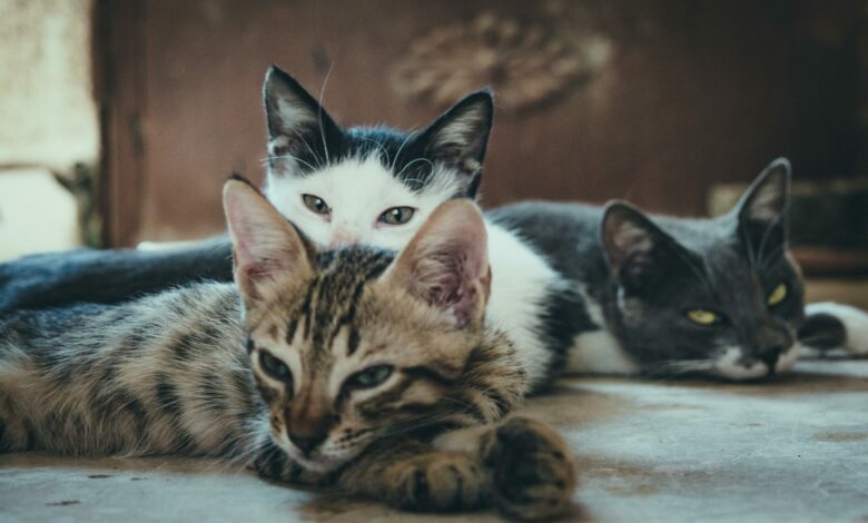 Cães e gatos podem causar multa de R$ 10 mil para os donos: Entenda o motivo