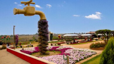 Expoflora 2025 em Holambra reúne flores, desfiles e atrações culturais. Descubra também roteiros verdes e floridos em São Paulo.