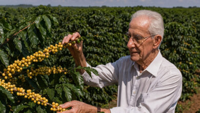 O cientista brasileiro que revolucionou o café, impulsionou um setor de R$ 86 bilhões e mudou a história agrícola do país