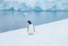 Cientistas revelam segredo que estava escondido debaixo do gelo da Antártida