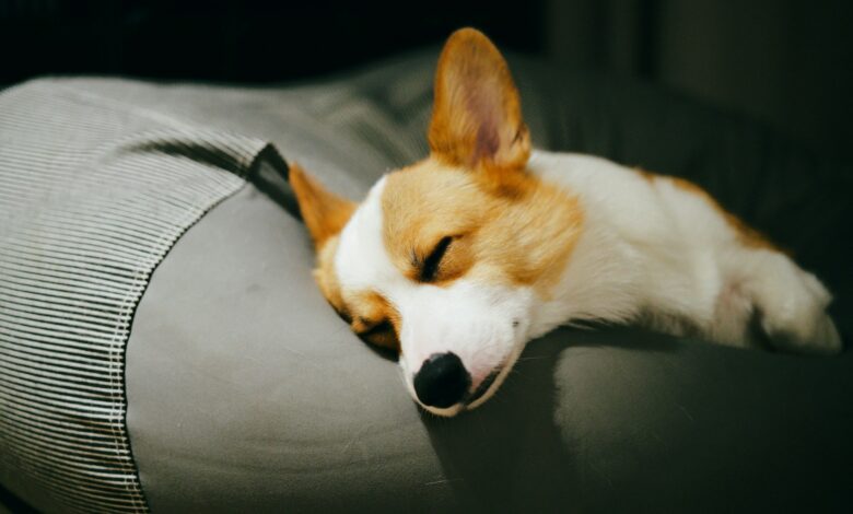 Seu cachorro está sonhando com você? Saiba o que os cientistas descobriram sobre os sonhos caninos