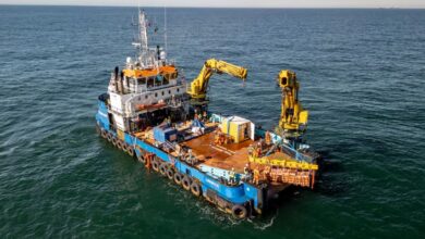 Cientistas liberam 200 mil larvas de ostras no mar e o motivo por trás disso vai te surpreender