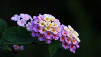 5 plantas que atraem pragas indesejadas