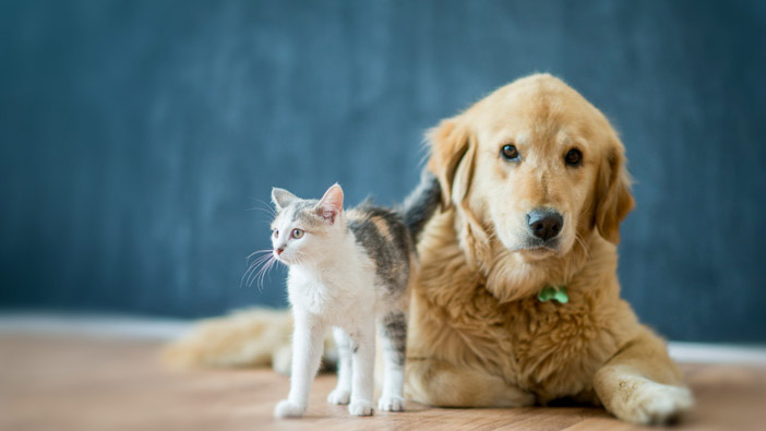 Como os pets demostram amor? Ciência revela