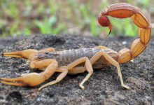 Guia essencial para proteger sua casa contra escorpiões antes que seja tarde
