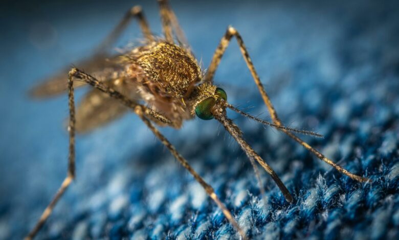 O segredo de vó que é perfeito para espantar mosquitos e moscas
