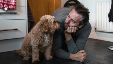 Dicas pouco conhecidas para conquistar a confiança do seu cachorro