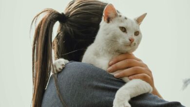Como criar uma relação mais próxima com seu gato, segundo estudos