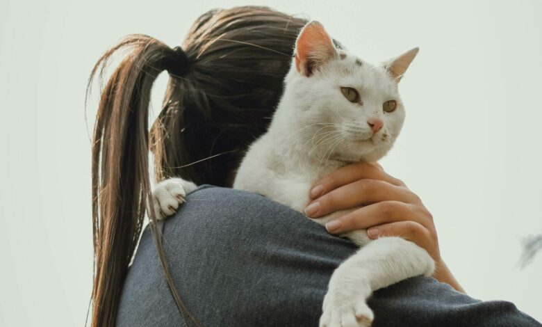 Como criar uma relação mais próxima com seu gato, segundo estudos