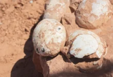 80 milhões de anos depois, os dinossauros voltam a chocar o Brasil