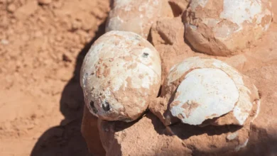 80 milhões de anos depois, os dinossauros voltam a chocar o Brasil