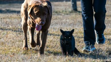 Será que eles realmente entendem suas palavras?