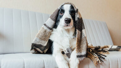 Segundo especialistas, este é o erro mais grave que donos fazem com cães