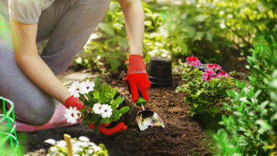 Especialistas em jardinagem dizem: você está deixando esse truque incrível passar