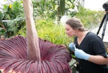 Conheça a flor-cadáver a gigante Amorphophallus titanum que exala cheiro de carne podre. Saiba se essa flor existe no Brasil.