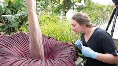 Conheça a flor-cadáver a gigante Amorphophallus titanum que exala cheiro de carne podre. Saiba se essa flor existe no Brasil.