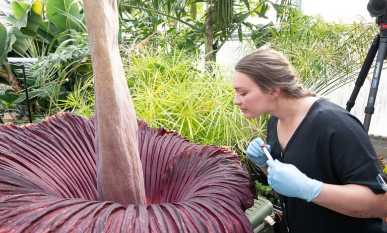 Conheça a flor-cadáver a gigante Amorphophallus titanum que exala cheiro de carne podre. Saiba se essa flor existe no Brasil.
