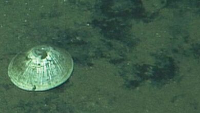 Animal gigante é encontrado a quase 6 km de profundidade no oceano