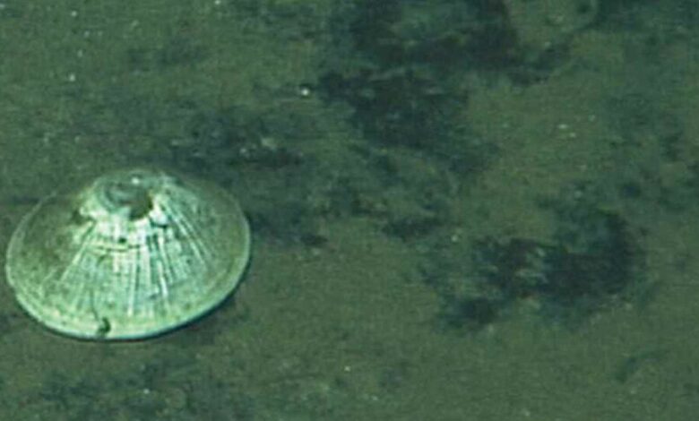 Animal gigante é encontrado a quase 6 km de profundidade no oceano