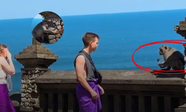https://www.wsj.com/lifestyle/monkeys-thieves-bali-temple-0b63a432