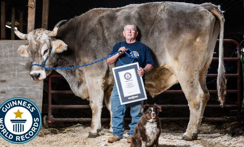 Descubra quais são os maiores touros do mundo, com recordes de peso e altura que impressionam em feiras e no Guinness World Records.