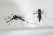 Método doméstico que nunca falha para acabar com mosquitos