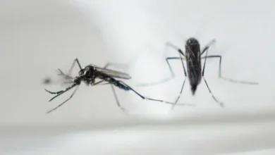 Método doméstico que nunca falha para acabar com mosquitos