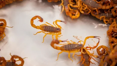 Afinal, mito ou verdade? O que ninguém contou sobre galinhas e escorpiões