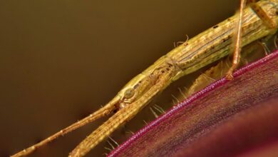 Novo bicho descoberto na Austrália pode ser o maior já registrado no país