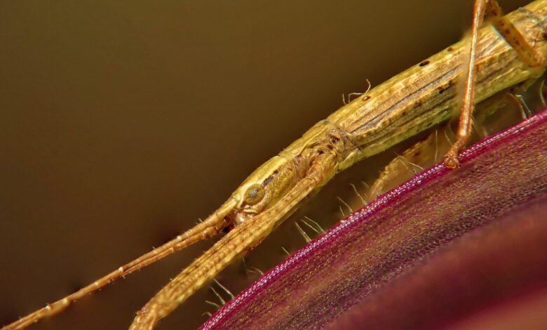 Novo bicho descoberto na Austrália pode ser o maior já registrado no país