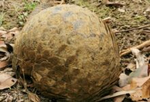 Esse animal é o mais traficado em todo o mundo