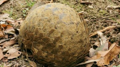 Esse animal é o mais traficado em todo o mundo