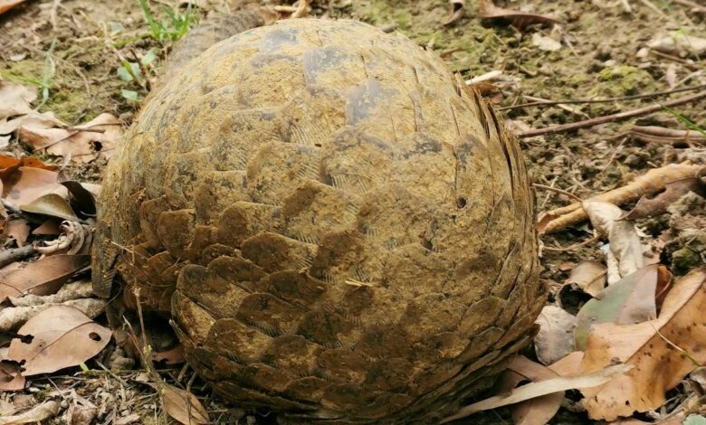 Esse animal é o mais traficado em todo o mundo