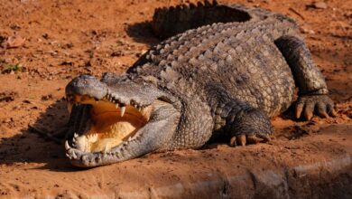 O animal letal mais perigoso da Austrália não é venenoso nem nativo. Ele foi responsável por 31,1% das mortes entre 2001 e 2021, superando cobras, tubarões e crocodilos.