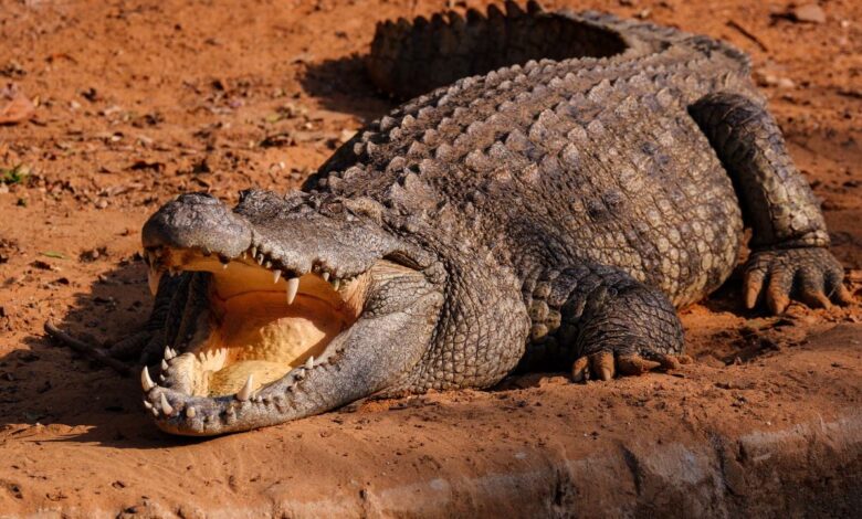 O animal letal mais perigoso da Austrália não é venenoso nem nativo. Ele foi responsável por 31,1% das mortes entre 2001 e 2021, superando cobras, tubarões e crocodilos.