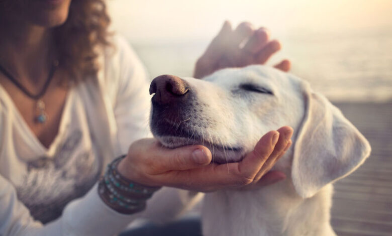 O que a psicologia diz sobre fazer carinho em cachorros na rua