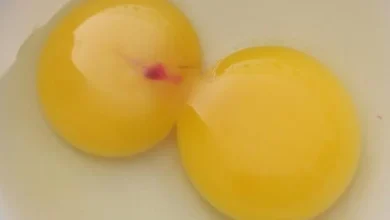 Especialistas explicam o que significa encontrar mancha vermelha no ovo