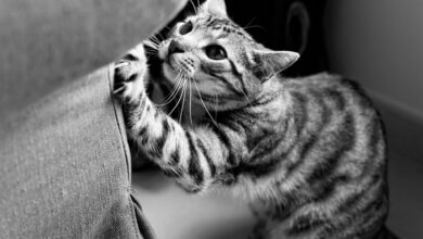O que significa quando seu gato arranha os móveis sem parar