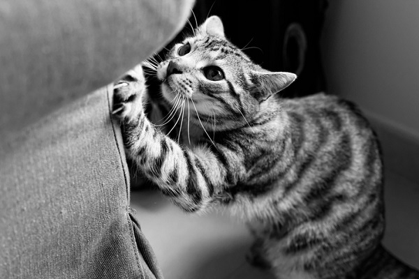O que significa quando seu gato arranha os móveis sem parar