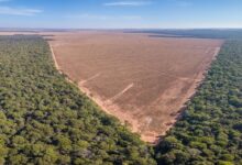 ONU faz alerta urgente: nova lei brasileira pode acelerar devastação da Amazônia e ignorar direitos de povos indígenas e comunidades tradicionais