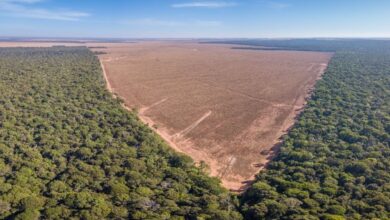 ONU faz alerta urgente: nova lei brasileira pode acelerar devastação da Amazônia e ignorar direitos de povos indígenas e comunidades tradicionais