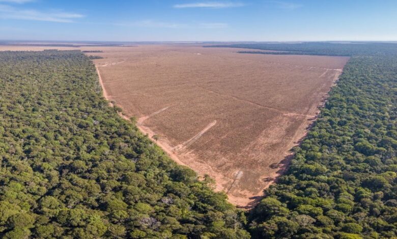 ONU faz alerta urgente: nova lei brasileira pode acelerar devastação da Amazônia e ignorar direitos de povos indígenas e comunidades tradicionais