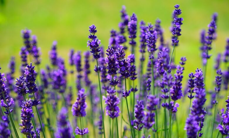As 8 melhores flores para quem tem pouco espaço no jardim