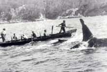 Orcas, baleias, Caça, Humanos antigos