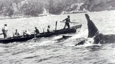 Orcas, baleias, Caça, Humanos antigos